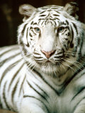 Close Up of Siberian Tiger in the Wild Lámina fotográfica Close Up of Siberian Tiger in the Wild Lámina fotográfica