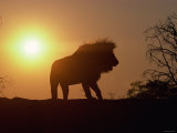 Silhouette of Standing Lion at Sunset in Wild Lámina fotográfica Silhouette of Standing Lion at Sunset in Wild Lámina fotográfica