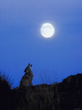 Coyote in Nature Howling at Full Moon Photographic Print