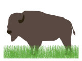 Buffalo Prints by Avalisa 