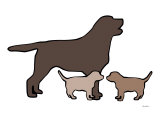 Labrador chocolat Poster par Avalisa 