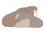 Brown Walrus Poster von Avalisa 