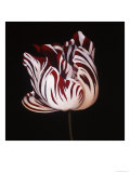 Parrot Tulip Study in Red Giclee Print by Hampton Hall