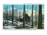 Green Mountains, Vermont, View of a Typical Vermont Sugar Orchard Posters