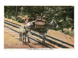 Pikes Peak, Colorado, View of a Mule that Helped Build the Pikes Peak Railroad Posters Pikes Peak, Colorado, View of a Mule that Helped Build the Pikes Peak Railroad Posters