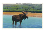 View of a Bull Moose Wading in Water, Yellowstone National Park, Wyoming Posters
