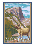 Montana, Big Sky Country, Big Horn Sheep Prints