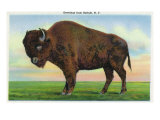 Buffalo, New York, Greetings From with a Buffalo Posters