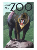 Visit the Zoo, Mandrill Scene Posters