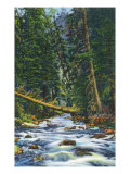 New Mexico, View of a Mountain Stream in the Southwest Kunstdrucke