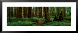 Sequoias Posters by Alain Thomas