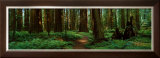 Sequoias Posters by Alain Thomas