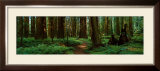 Sequoias Prints by Alain Thomas