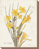 March Daffodil Stretched Canvas Print by Katie Pertiet