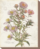 September Aster Stretched Canvas Print by Katie Pertiet