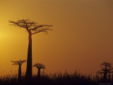 Baobab Avenue at Sunset, Madagascar Photographic Print by Daisy Gilardini