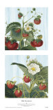 Wild Strawberries Posters by Sarah Elizabeth Chilton