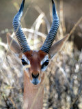Male Gerenuki with Large Eyes and Curved Horns, Kenya Lámina fotográfica por William Sutton