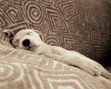 Chien fatigué Affiche par Jim Dratfield