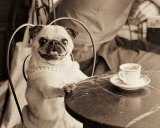Cafe Pug Posters van Jim Dratfield