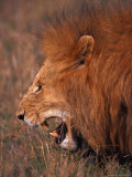 Male Lion, Masai Mara, Kenya Lámina fotográfica por Dee Ann Pederson Male Lion, Masai Mara, Kenya Lámina fotográfica por Dee Ann Pederson