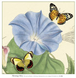 Gloire du matin Art par Louis Van Houtte