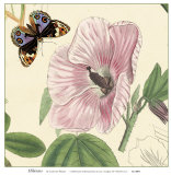 Hibisco Pôsters por Louis Van Houtte Hibisco Pôsters por Louis Van Houtte