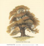 Sessile-Fruited Oak Prints by Samuel Williams