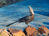 Grey Go-away Bird, Namibia Photographie par Charles Sleicher