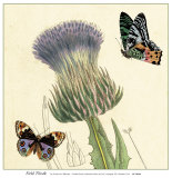Field Thistle Láminas por Louis Van Houtte Field Thistle Láminas por Louis Van Houtte