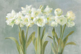 Amaryllis blanc Affiches par Danhui Nai