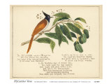 Fly Catcher Verse Art by Nathaniel Tweet