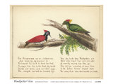 Woodpecker Verse Posters by Nathaniel Tweet