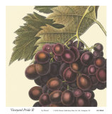 Vineyard Pride II Prints