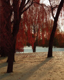 Autumn Snow I Poster by Alicia Soave