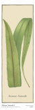 Histoire Naturelle I Poster by C.e. Faxon