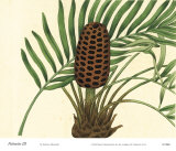 Palmetto III Prints by Zachary Alexander