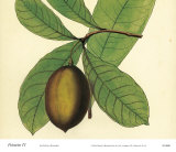 Palmetto IV Print by Zachary Alexander