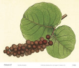 Palmetto II Poster by Zachary Alexander