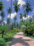 Palm Tree Lined Road of L'Union Estate Plantation, Seychelles Lámina fotográfica por Nik Wheeler