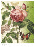 Rose Splendor II Prints by Ching Han