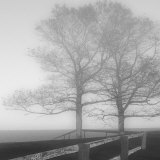 Seaside Tree Print by Mary Ruppert