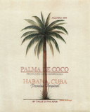 Beth Yarbrough - Palma de Coco Obrazy