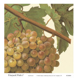 Vineyard Pride I Posters