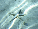 Sea Star Abstract Photographie par Georgienne Bradley