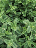 Mint Leaves for Brewing Traditional Tea, Morocco Lámina fotográfica por John & Lisa Merrill Mint Leaves for Brewing Traditional Tea, Morocco Lámina fotográfica por John & Lisa Merrill