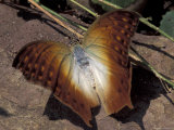 Detail of Butterfly Wings, Gombe National Park, Tanzania 写真プリント - クリスティン・Mosher