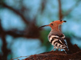 Common Hoopoe in Bandhavgarh National Park, India Photographic Print by Dee Ann Pederson