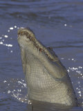 Saltwater Crocodile in Adelaide River, Northern Territory, Australia Photographie par Theo Allofs