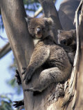 Mother and Baby Koala on Blue Gum, Kangaroo Island, Australia Photographic Print by Howie Garber